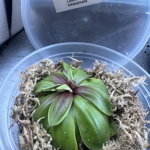 Miss added a photo of their purchase