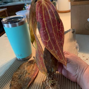 Evelyn hat ein Foto des gekauften Artikels hinzugefügt