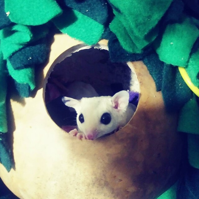 Sugar Glider Wheel Stainless Steel Raptor Wheel 12 Etsy