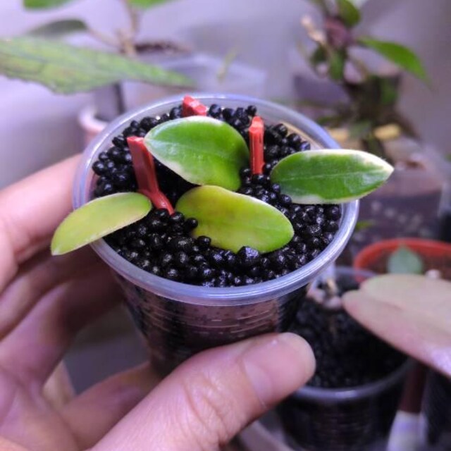 Hoya Kalimantan Mini Coin Splash - NOT Rooted Cutting - Etsy