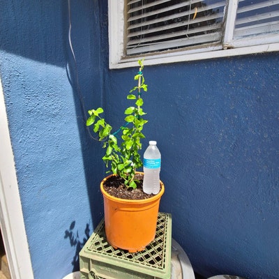 Western Blue Flag Iris 10 Seeds Iris Missouriensis - Etsy