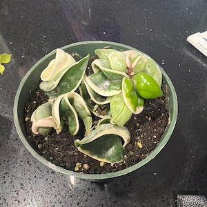 Comprador de Etsy ha añadido una foto de su compra