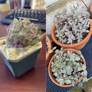 Kay added a photo of their purchase