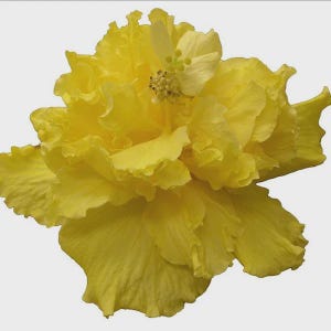 Denise added a photo of their purchase