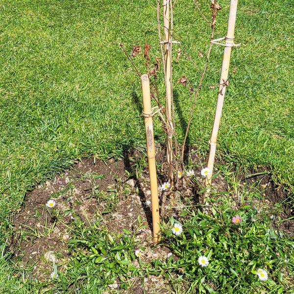 400 Cherry Laurel Hedging 25-40cm Tall Potted