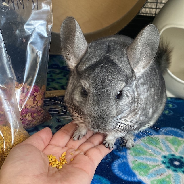 Do Chinchillas Shed Fur Matted Fur Why Do Chinchillas Lose Their