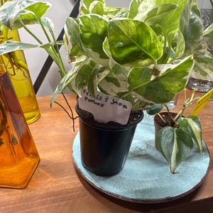 Comprador de Etsy ha añadido una foto de su compra