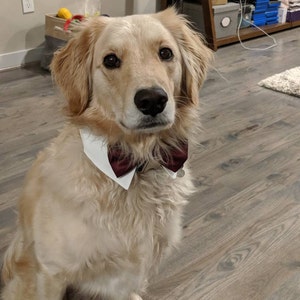burgundy bow tie for dogs