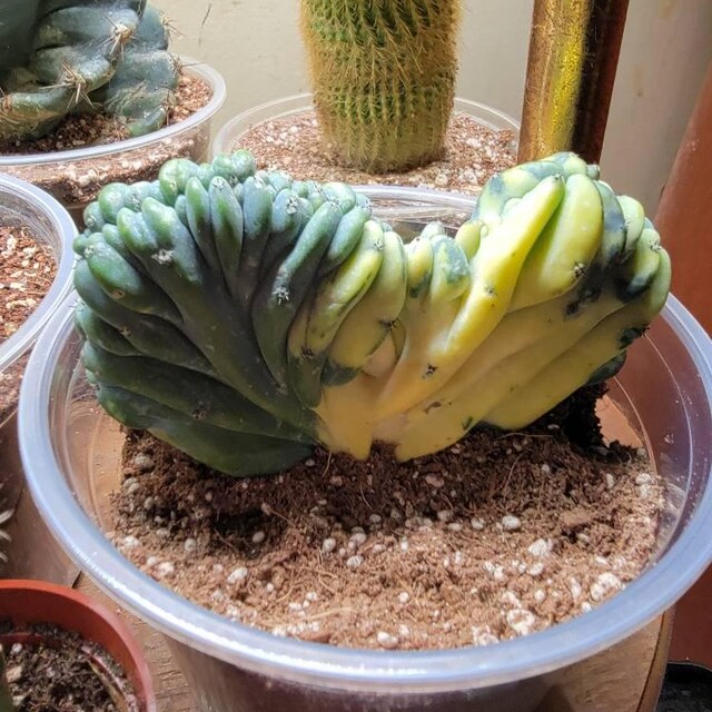 Rare Cactus, Myrtillocactus Geometrizans Crested Var. Fred Variegata, Live  Plant - Etsy Ireland