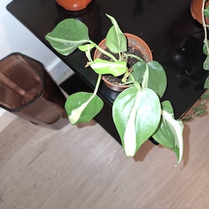 Tamara added a photo of their purchase