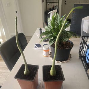 Brian added a photo of their purchase