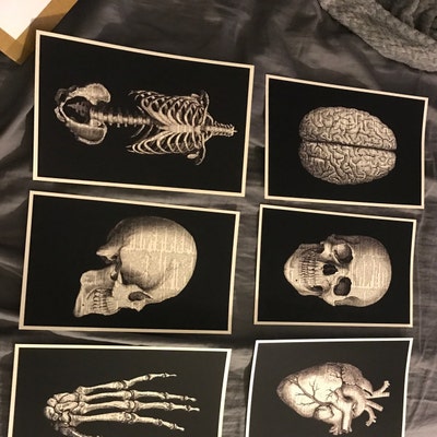Anatomical Poster Set Anatomy Print Set of 6 Medical Wall Art - Etsy