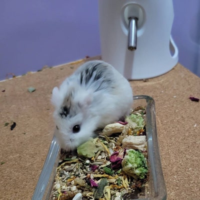 Curated visual reference: Visual Reference: 500G Roborovski Dwarf Hamster Pellet Free Food Mix Robin S