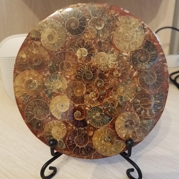 Natural Ammonite Fossil Conch ,specimen Of Madagascar Healing Decor