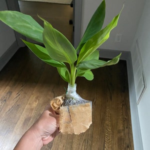 Blue Java Banana Tree Ice Cream Banana Plant Starter Fruit - Etsy