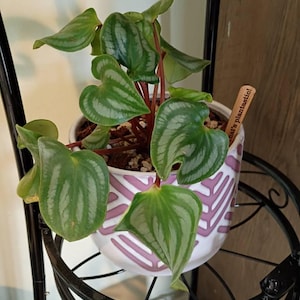 Elouise added a photo of their purchase