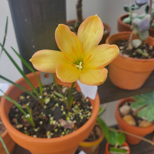 【Lily】 Pre-order Longfield Gardens Lily Collections, 40-bulbs | Costco