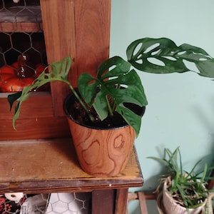 Mary さんが購入した商品の写真を追加しました