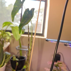 KYNDALL added a photo of their purchase