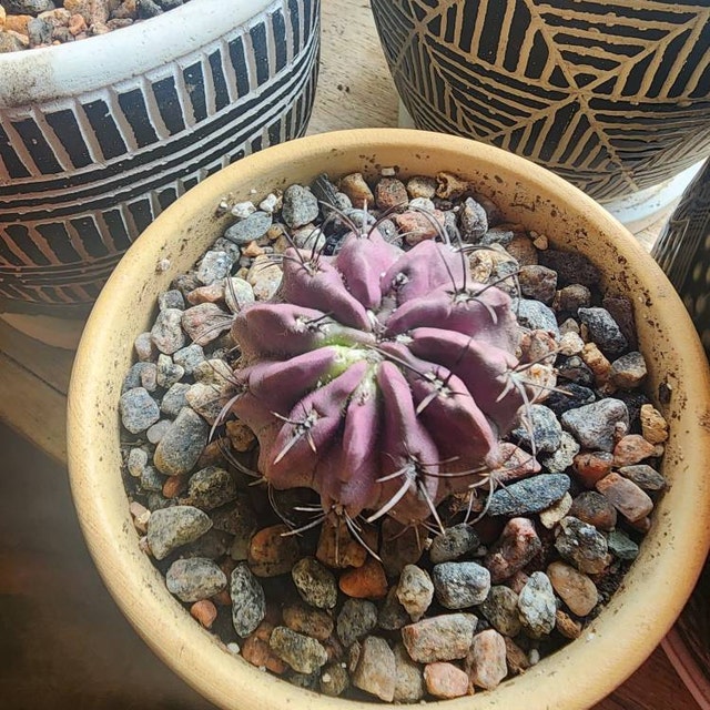 Purple Cactus, Rare Cactus, Neochilenia Jussieui, Live Plant in 3.5" Pot -  Etsy