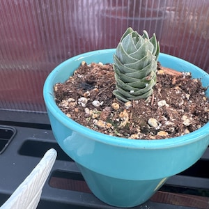 Jaymie ha añadido una foto de su compra