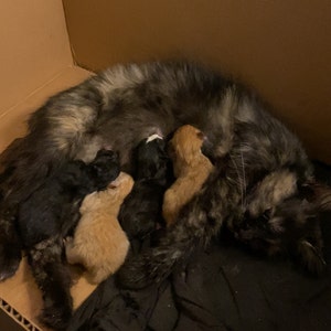 Laura added a photo of their purchase