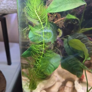 Marnelli hat ein Foto des gekauften Artikels hinzugefügt