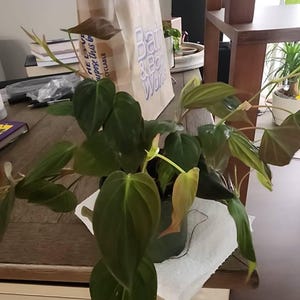 Tory added a photo of their purchase