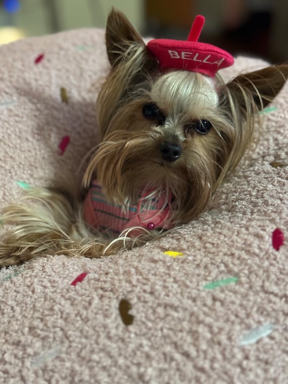 Customer photo of a pet with the Beret Personalized for small pet Raspberry