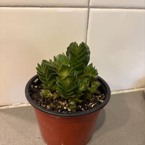 Nova added a photo of their purchase