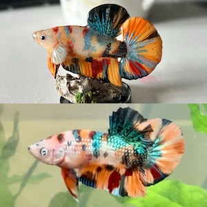 Erin added a photo of their purchase