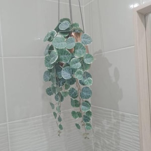 hilde added a photo of their purchase
