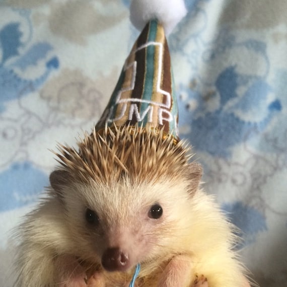 Customer photo of a pet with the First Birthday hat and matching tie