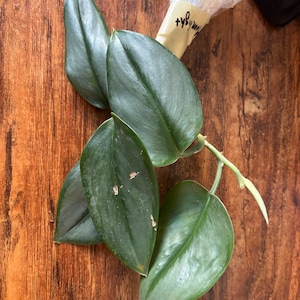 Susie added a photo of their purchase