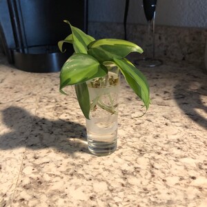 Jessica Ramos added a photo of their purchase