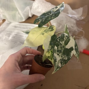 Madeline added a photo of their purchase