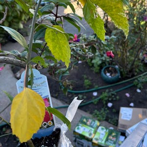 Beverly dodał(a) zdjęcie swoich zakupów