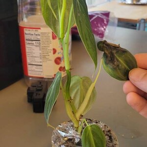 Eric ha añadido una foto de su compra