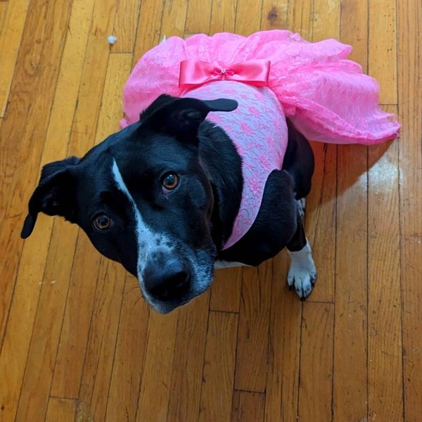 SMALL DOG - Doggy Party Dress Lilac main image 1
