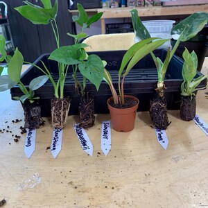 Monstera Friedrichsthalii Starter Plant **(ALL Plants Require You