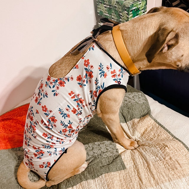 Tuta Recupero Cani Body Post-Operatorio Per Cane - Tuta Recupero Per Cani Femmina E Maschio, Taglia L, Cotone Elastico Pannolini Cani Femmine