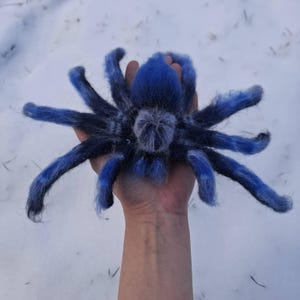 かぎ針編みのパターン。アミグルミのクモ。コバルトブルーの