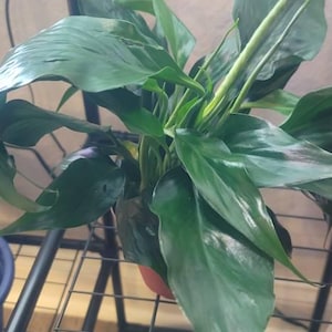 Brittany added a photo of their purchase