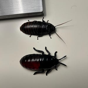 手描きのマダガスカルゴキブリのレプリカ：3Dプリント樹脂モデル