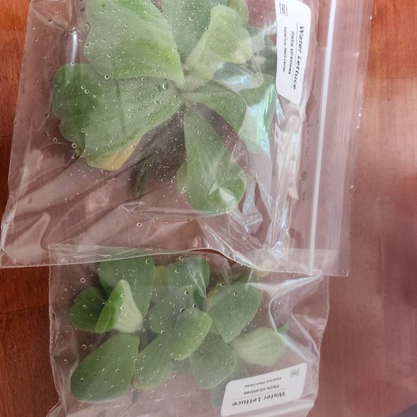Semi Pistia Stratiotes - 200 Semi Per Stagno O Giardino Acquatico