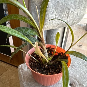 star rose plant Ruby Star  SIA Jrmalas rozes