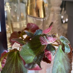 Elizabeth ha añadido una foto de su compra