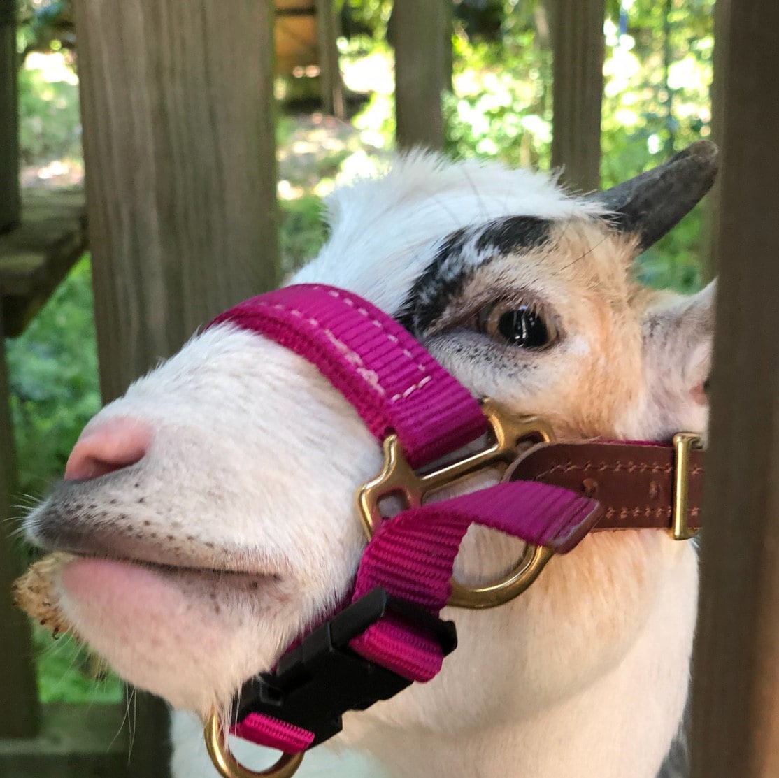 Goat Halter Dwarf Adjustable