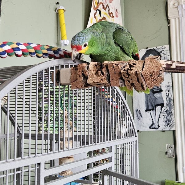 Natural Wood Bird Flat Perch Stair Set | Increase Enclosure Play Space ...