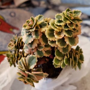 Melissa added a photo of their purchase